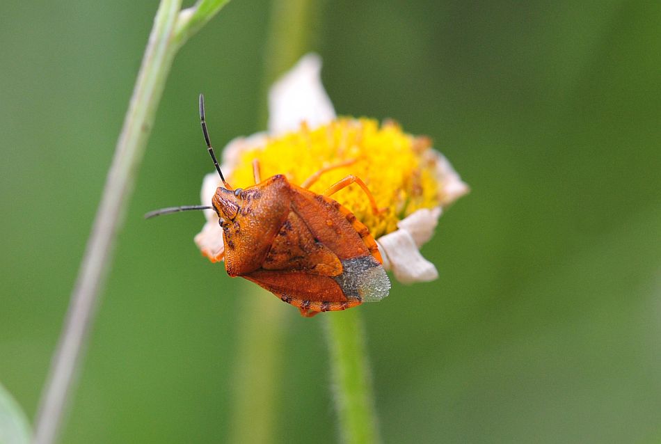 La vita in un fiore: terza parte